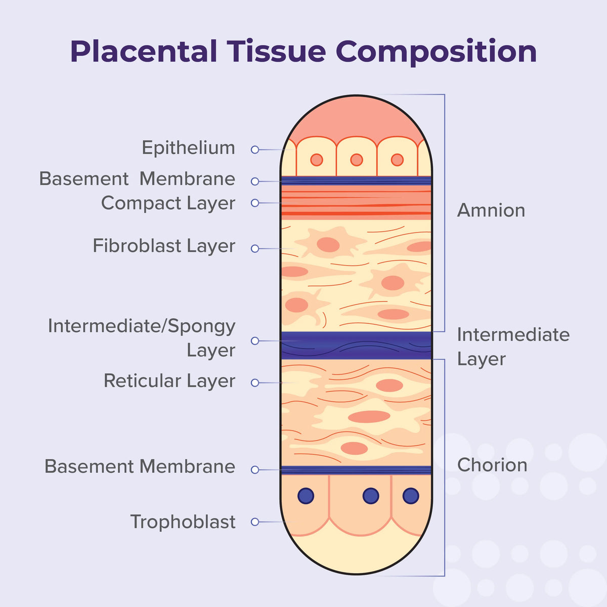 Amchoplast Placental Tissue Allograft